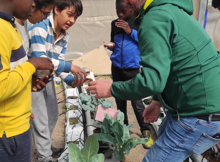 Control biológico de la plagas (insectos) de nuestros cultivos en invernadero control-biologico-de-la-plagas-insectos-de-nuestros-cultivos-en-invernadero